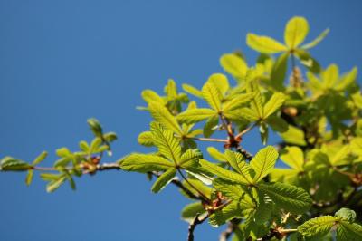 <i>Aesculus hippocastanum</i>