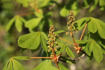 <i>Aesculus hippocastanum</i>