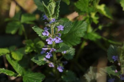 <i>Glechoma hederacea</i>