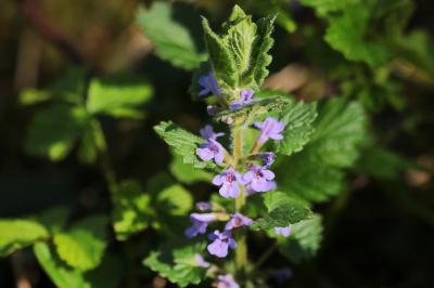 Glechoma hederacea