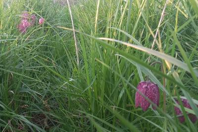 <i>Fritillaria meleagris</i>