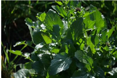 <i>Barbarea vulgaris</i>