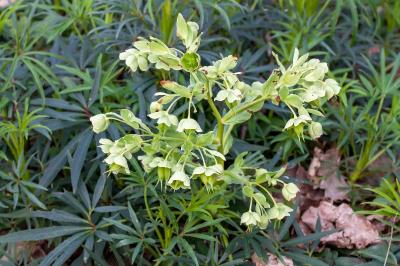 <i>Helleborus foetidus</i>
