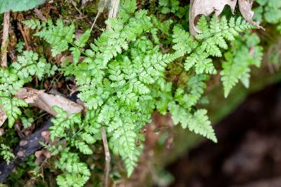 <i>Asplenium adiantum-nigrum</i>