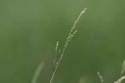 <i>Milium vernale subsp. scabrum</i>