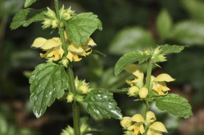 <i>Lamium galeobdolon</i>