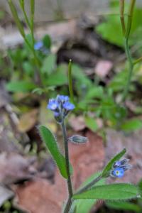 <i>Myosotis ramosissima</i>