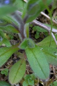 <i>Myosotis ramosissima</i>