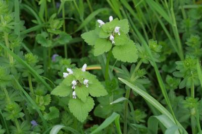 <i>Lamium purpureum</i>
