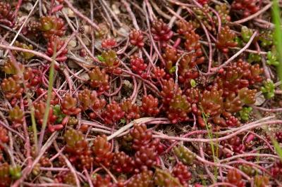 <i>Sedum album</i>