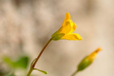 <i>Oxalis corniculata</i>