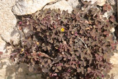 <i>Oxalis corniculata</i>