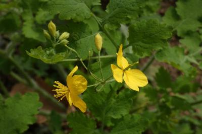 <i>Chelidonium majus</i>