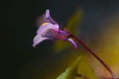 <i>Cymbalaria muralis</i>