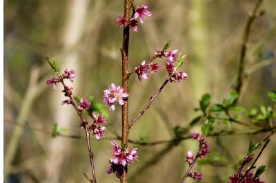 <i>Prunus persica</i>