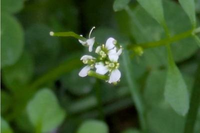 <i>Cardamine hirsuta</i>