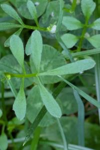 <i>Cardamine hirsuta</i>