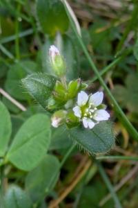 <i>Cerastium fontanum</i>