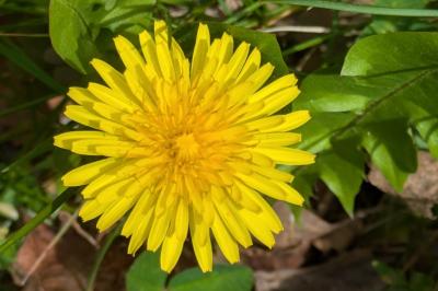 <i>Taraxacum officinale</i>