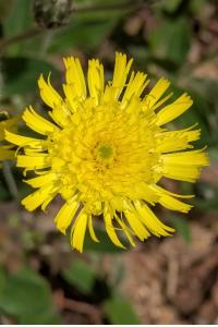 <i>Pilosella officinarum</i>