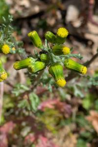 <i>Senecio vulgaris</i>