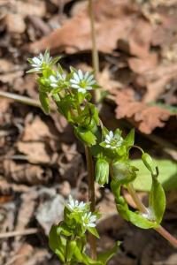 <i>Stellaria media</i>