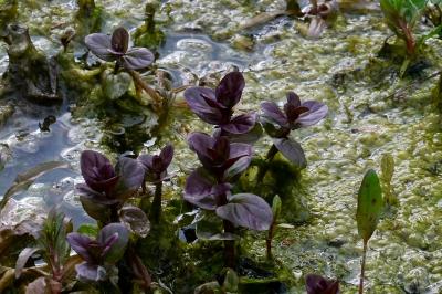 <i>Mentha aquatica</i>