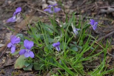 <i>Viola riviniana</i>
