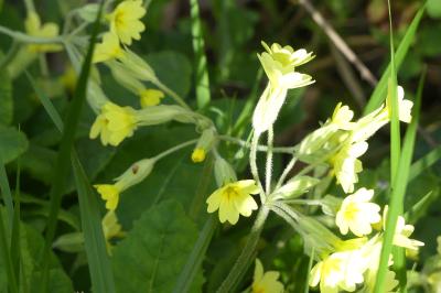 <i>Primula elatior</i>