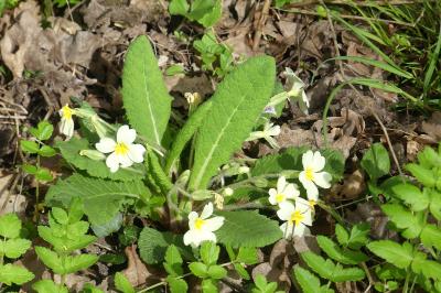 <i>Primula vulgaris</i>