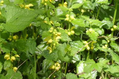 <i>Lamium galeobdolon</i>