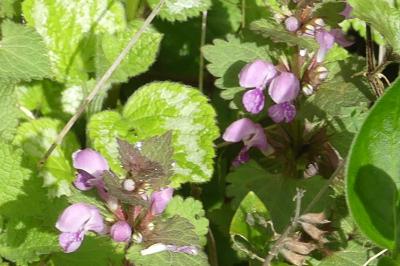 <i>Lamium maculatum</i>