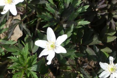 <i>Anemone nemorosa</i>
