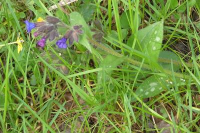 <i>Pulmonaria longifolia</i>
