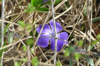 <i>Vinca major</i>