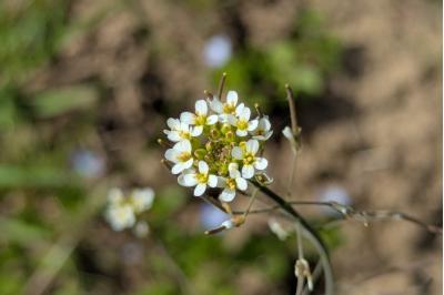 <i>Arabidopsis thaliana</i>