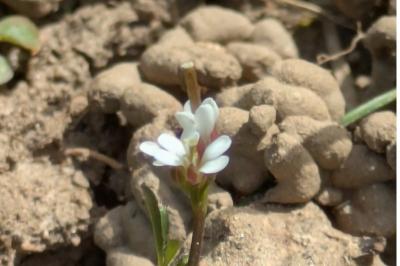 <i>Cardamine hirsuta</i>