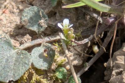 <i>Cardamine hirsuta</i>