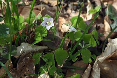 <i>Oxalis acetosella</i>