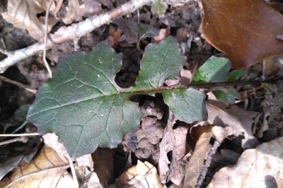 <i>Lapsana communis</i>
