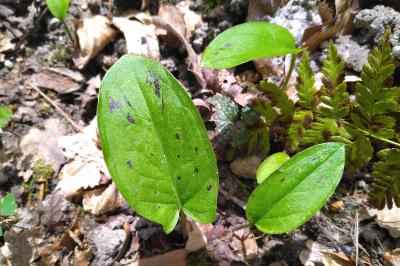 <i>Arum maculatum</i>
