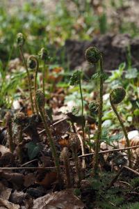 <i>Dryopteris filix-mas</i>