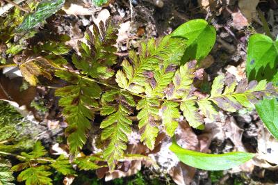 <i>Dryopteris</i>