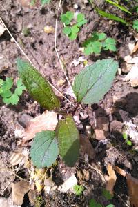 <i>Scrophularia</i>