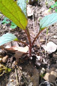 <i>Scrophularia</i>