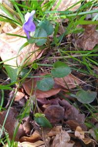 <i>Viola riviniana</i>
