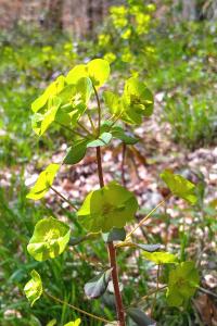 <i>Euphorbia amygdaloides</i>