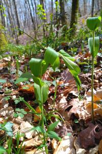 <i>Polygonatum</i>