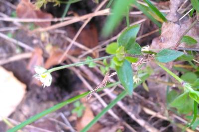 <i>Moehringia trinervia</i>