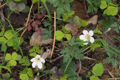 <i>Oxalis acetosella</i>